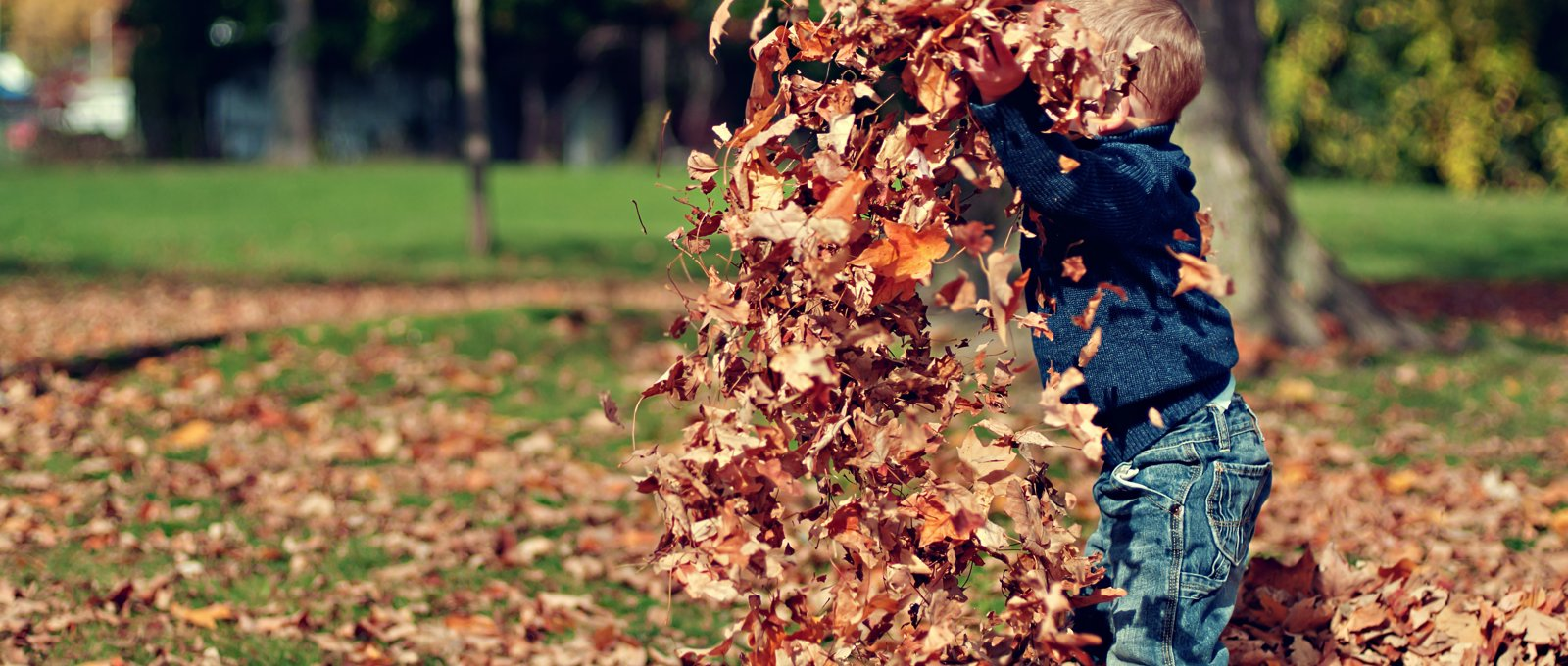 A small child playing in autumn leaves.