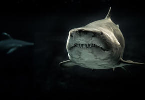 A shark swimming towards the camera in dark water