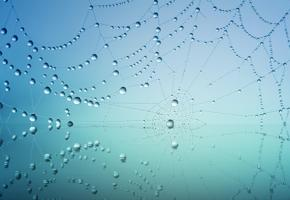 Photo of a cobweb with drops of dew on it